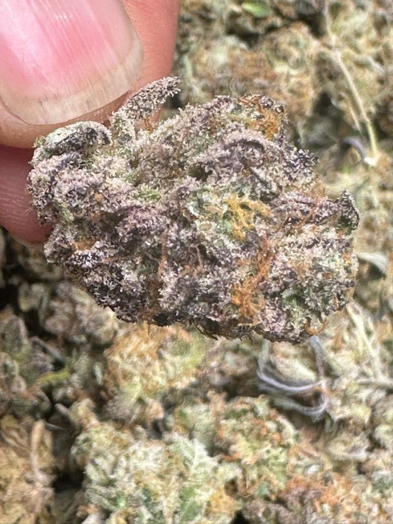 joint venture flower