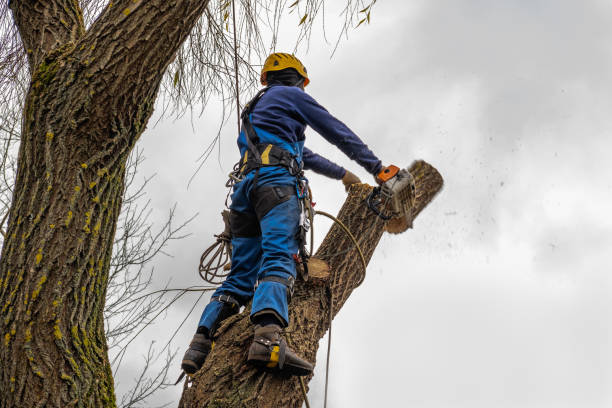 tree removal